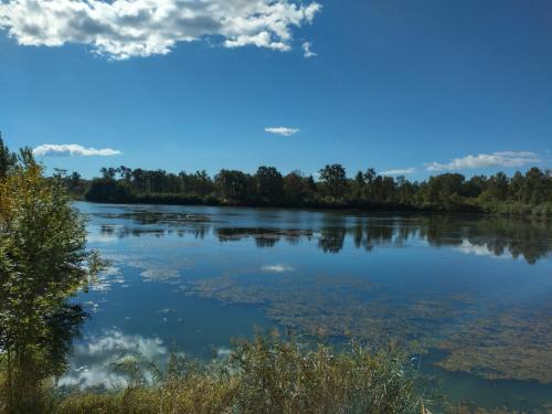 a view of a river with trees in the background at Mosti`s Häuschen am See in Donnersdorf