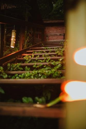 a row of green plants in a greenhouse at Cabañas complejo Ysyry Misiones in Puerto Victoria
