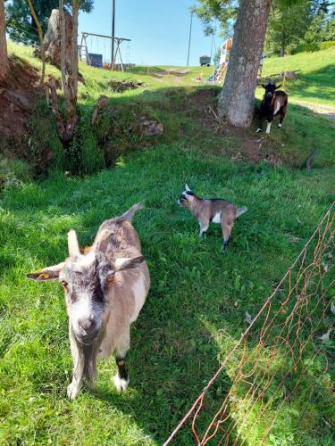a goat and two cats standing in the grass at Urlaub an der Grenze in Lauterbach