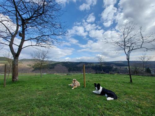 Domácí mazlíčci ubytovaní s hosty v ubytování Ferienhaus Berghof Usch