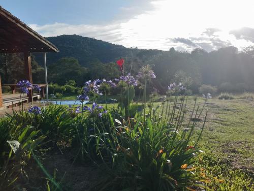 Sítio toca da floresta
