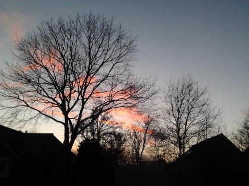 a group of trees with a sunset in the sky at B&B In de Backerije in Zuidwolde