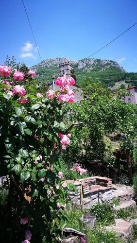 a bush of pink roses with a bench and a building at Agriturismo dal nonno Merico in Corfino