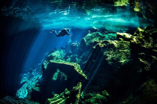 a diver in the water in an aquarium at LUXURY spacious Condo Option with 1 or 2 or 3 Bedrooms, PGA Golf, Gym, Kay Beach Club in Kaan Ha Akumal in Akumal