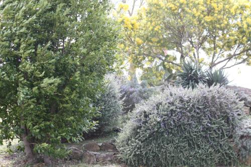 a garden with many bushes and trees at Agriturismo Podere Verdicchio in Scansano