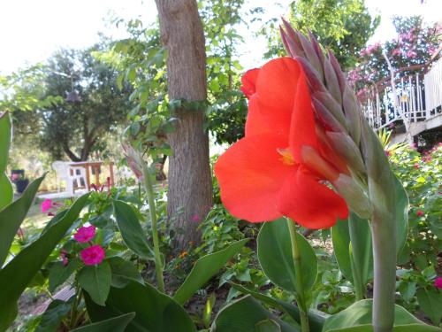 Gallery image of Bozelia Apartments in Toroni