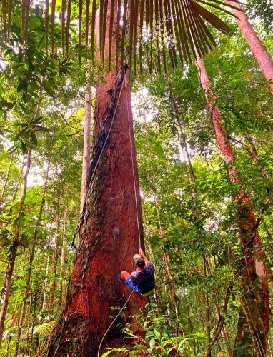 a man hanging from a tree in the forest at Ponta Poranga Jungle Lodge in Manaus