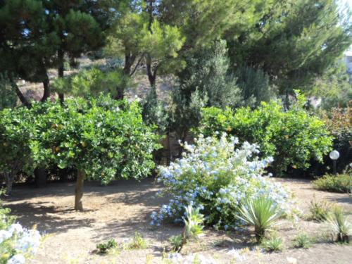 a garden with bushes and trees and flowers at Villa Valle Canale in Marina