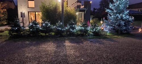 a group of christmas trees are decorated with lights at Maison d'Hôtes Sainte Hune Chambres et appartements in Hunawihr