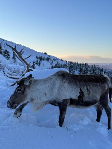 a reindeer standing in the snow at Ravenscraig Guest House in Aviemore