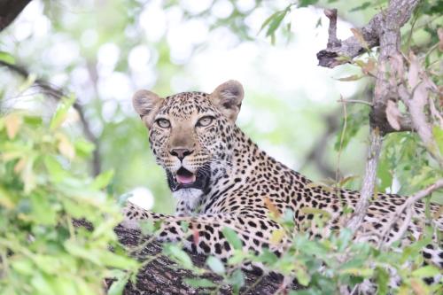 a leopard sitting in a tree with its mouth open at Karongwe - River Safari Lodge in Hoedspruit