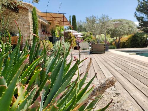 une plante verte assise à côté d'une terrasse en bois dans l'établissement Villa Cabrida, à Cabrières-dʼAvignon