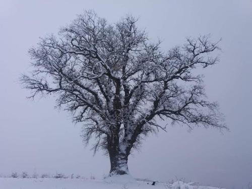 a large tree in a field with snow on it at Wooden House Ashuri in Veltaurtkari