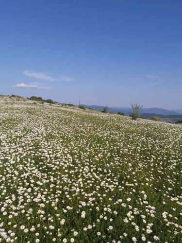 a field full of white flowers on a hill at Wooden House Ashuri in Veltaurtkari