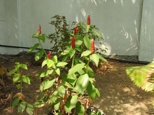 Zahrada ubytování Alleppey Beach Garden