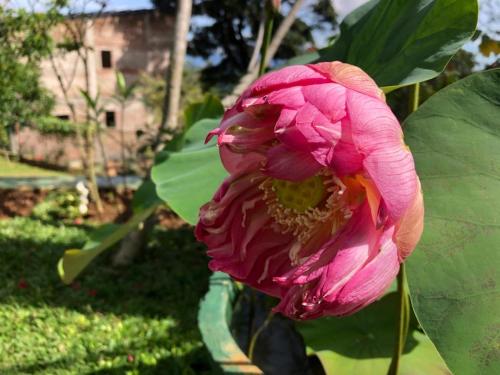 a pink flower on a plant with a building in the background at Hill Crest Holiday Bungalow in Diyatalawa