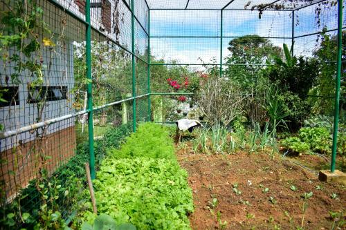 a garden with lettuce and other plants in a greenhouse at Hill Crest Holiday Bungalow in Diyatalawa