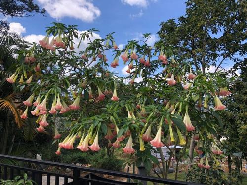a bunch of flowers hanging from a tree at Hill Crest Holiday Bungalow in Diyatalawa