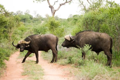 two bulls standing on a dirt road at Karongwe - Kuname Safari Lodge in Hoedspruit