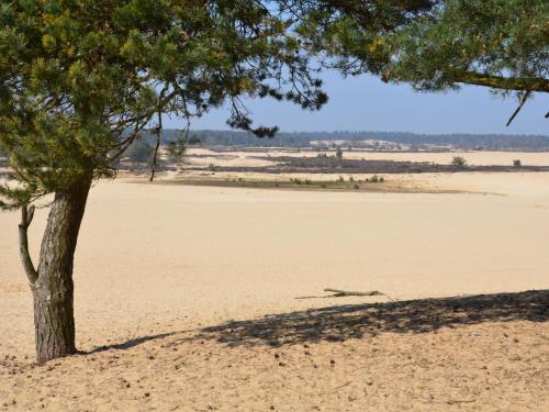 a tree in the middle of a sandy field at Holiday Home Duinhoeve-1 by Interhome in Udenhout