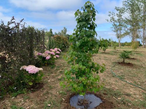 a plant is growing in a garden with flowers at Viejoboldo_latrinchera in Los Rábanos