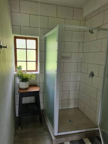 a bathroom with a shower with a plant on a table at The Crofters Cottage in Underberg