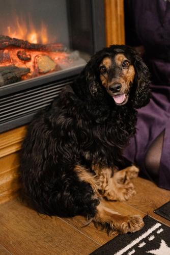 a dog sitting on the floor next to a fireplace at Taras Bulba in Kamianets-Podilskyi
