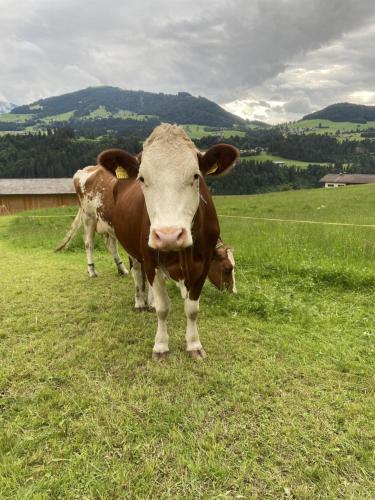 a brown and white cow standing in a field at Apartment-Chalet Mödlinghof in Hopfgarten im Brixental