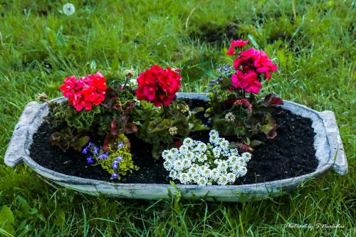 a planter filled with flowers in the grass at Sodybos Narūnas namelis dviems in Jonava