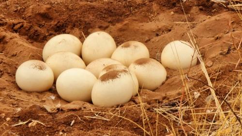 a group of eggs laying in the dirt at Ibenstein Safaris in Dordabis