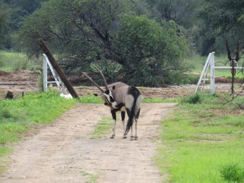 a antelope walking down a dirt road at Ibenstein Safaris in Dordabis