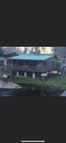 a group of animals standing in front of a building at Qualla Cabins and Motel Cherokee near Casino in Whittier