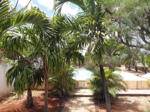 dos palmeras en un patio con piscina en Oxygen apparts en Trou aux Biches
