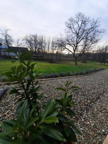 a gravel road in a park with trees and grass at Acul în carul cu fan in Pădurenii