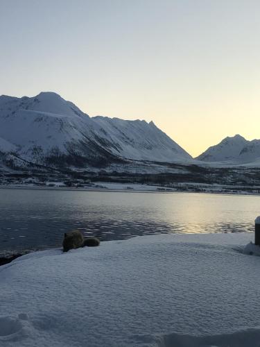 a bear laying on the snow next to a body of water at Arctic Sea house in Svensby