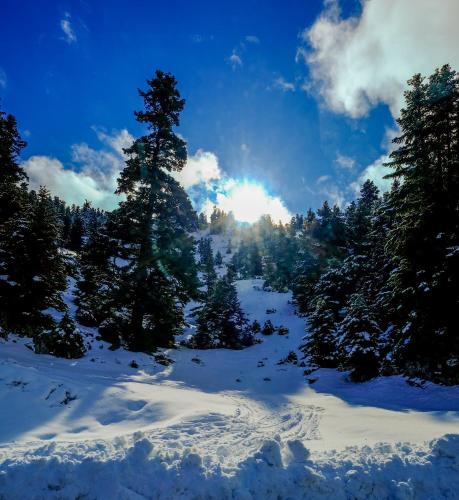 a snow covered field with trees and the sun in the sky at Kyriaki Guesthouse & Suites in Amfiklia