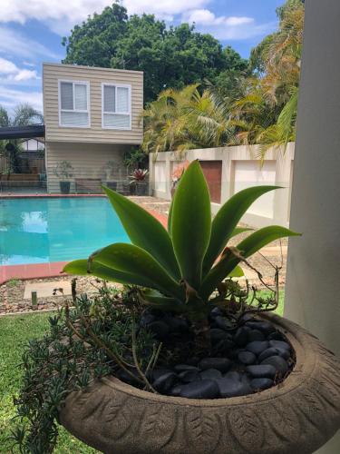 una planta en una olla junto a una piscina en Guesthouse with Pool & BBQ - 10 kms from CBD, en Sídney