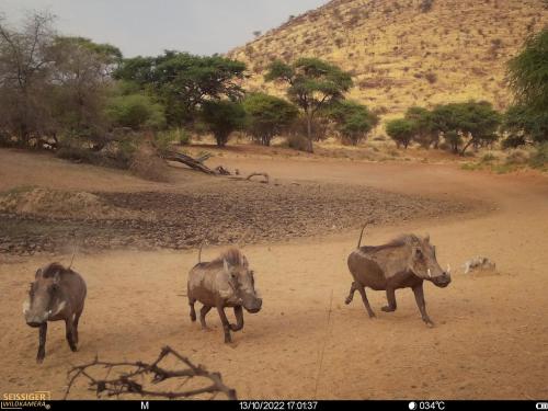 three animals running across a dirt road at Ibenstein Safaris in Dordabis