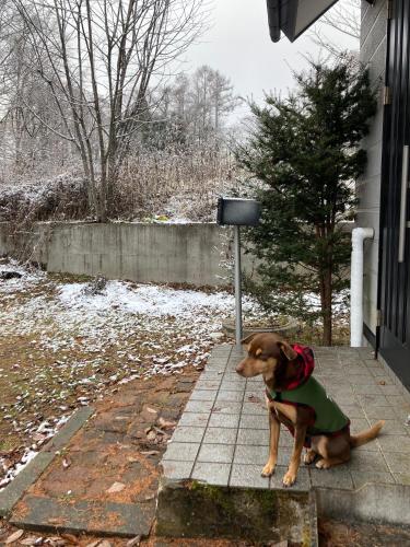 a brown dog sitting on a porch in a green dress at Breath in Earth BandB民泊 戸隠TOGAKUSHI in Nagano