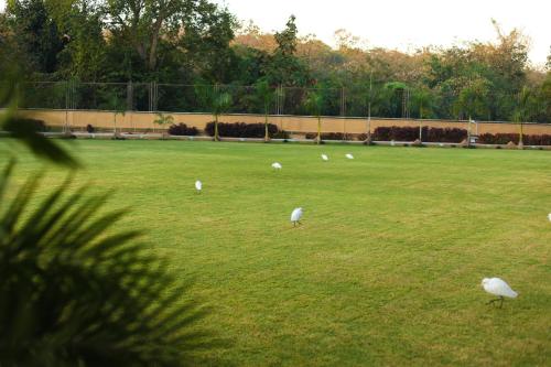 a group of white birds standing in a field at Jagira Ananta Elite , Sasan Gir in Chitrod
