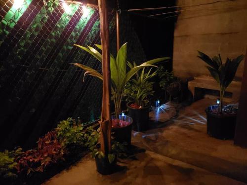 a group of potted plants in a dark room at Casa-cabaña Jefe Indio /Playa Cacique in Cacique