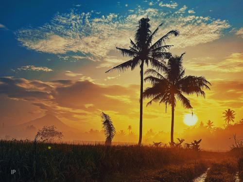 two palm trees in a field at sunset at Villa Borobudur Resort in Borobudur