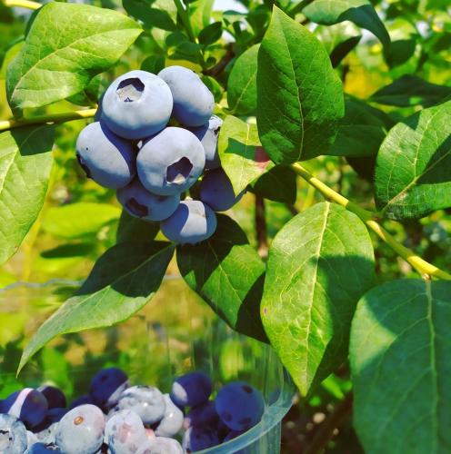 a bunch of blueberries hanging from a tree at B&B Il Mirtillo in Moncrivello