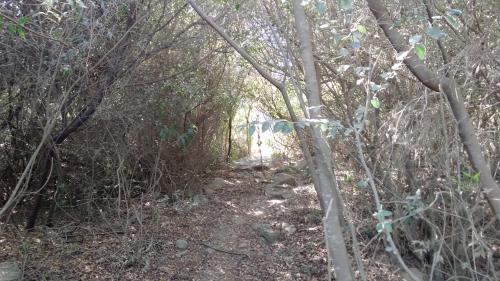 a dirt trail through a wooded area with trees at Vila Renata in Playa Hermosa