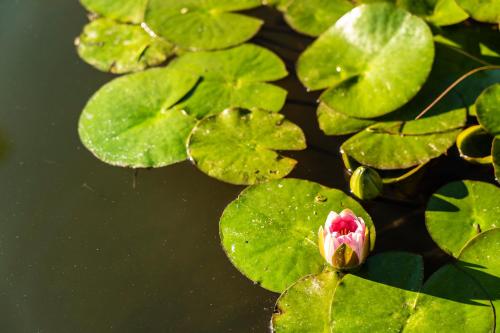 a pink flower on a bunch of green pads in the water at Botania Relais & Spa in Ischia