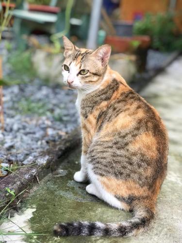 宿泊客と一緒にPhuc Sinh Homestayに滞在中のペット