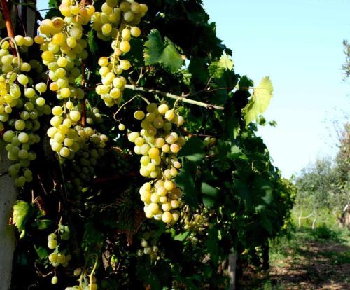 a bunch of green grapes hanging from a tree at Domus Sol Aria in Castiadas