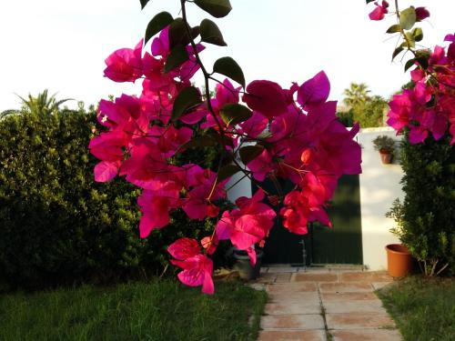 een bos roze bloemen op een plant bij Villa Lunas in Cala'n Bosch