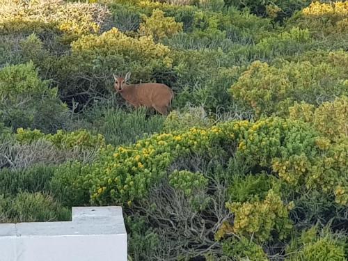 a deer standing in the middle of a field of bushes at Yzerfontein Memories in Yzerfontein