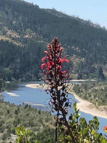 a red flower on a tree with a view of a river at Forel in Toconey